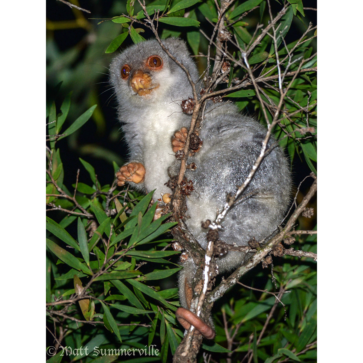 Пятнистый кускус (Spilocuscus maculatus) Фото №8