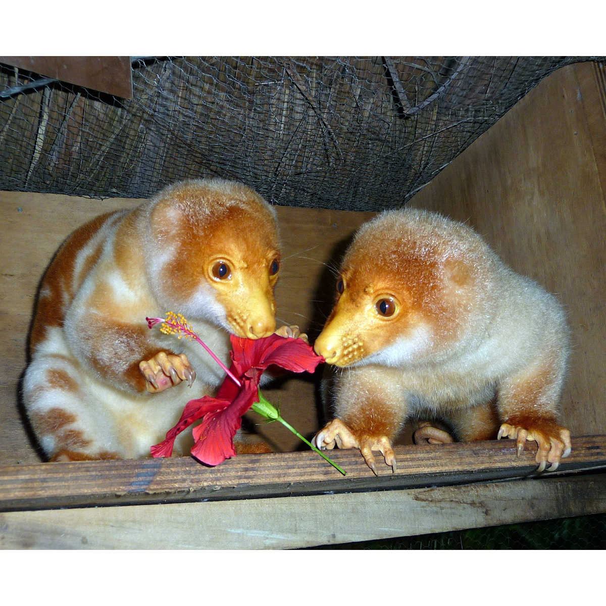 Пятнистый кускус (Spilocuscus maculatus) Фото №9