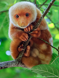 Spilocuscus maculatus chrysorrhous