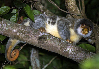 Spilocuscus maculatus maculatus