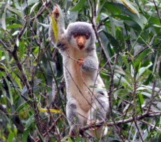 Spilocuscus maculatus nudicaudatus