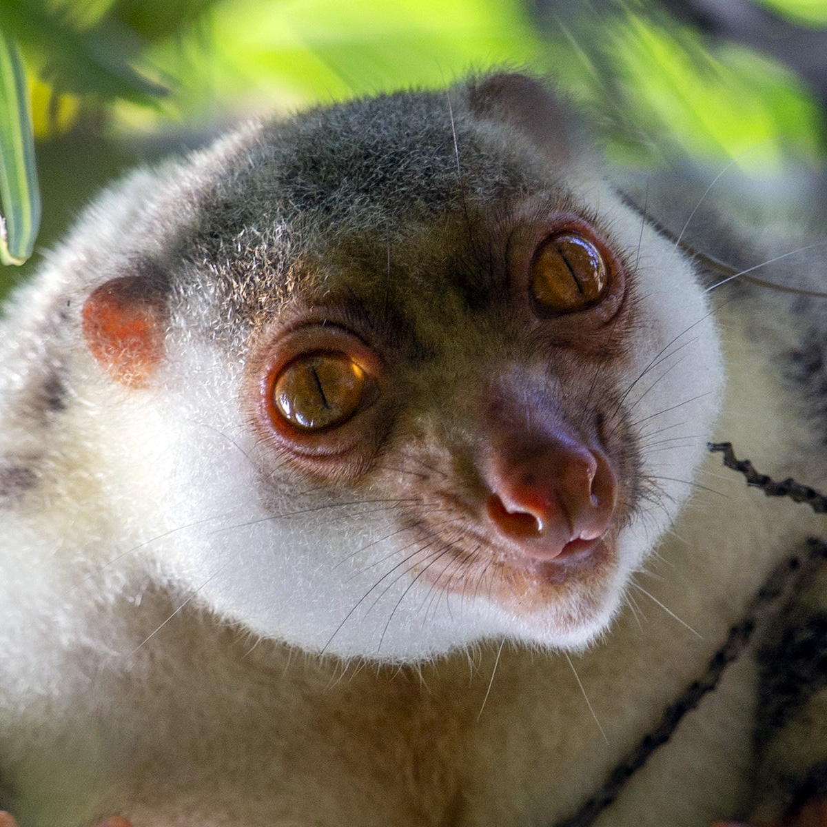 Папуасский Кускус (Spilocuscus papuensis) Фото №10