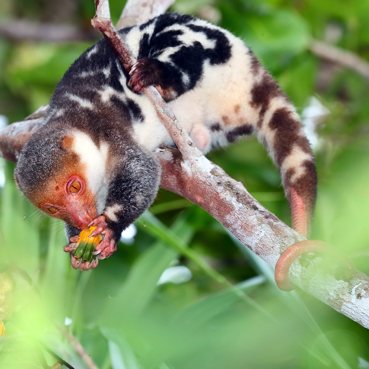 Папуасский Кускус (Spilocuscus papuensis) Фото №2