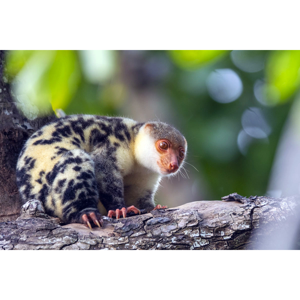 Папуасский Кускус (Spilocuscus papuensis) Фото №3