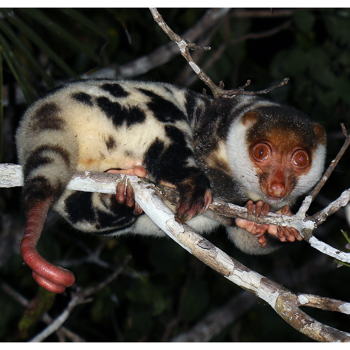 Папуасский Кускус (Spilocuscus papuensis) Фото №4
