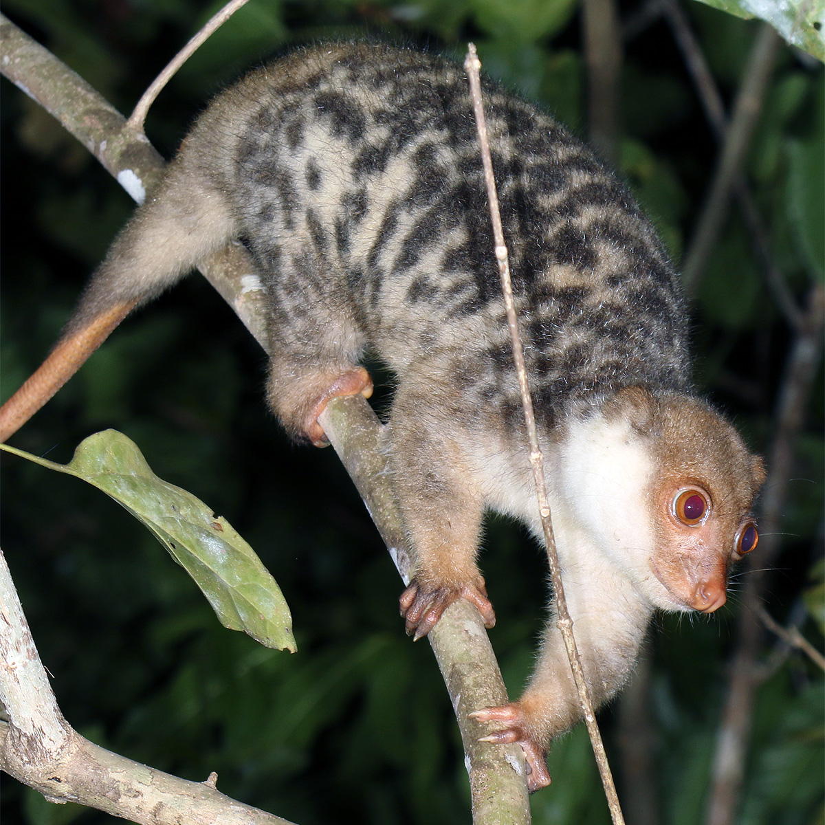 Папуасский Кускус (Spilocuscus papuensis) Фото №5
