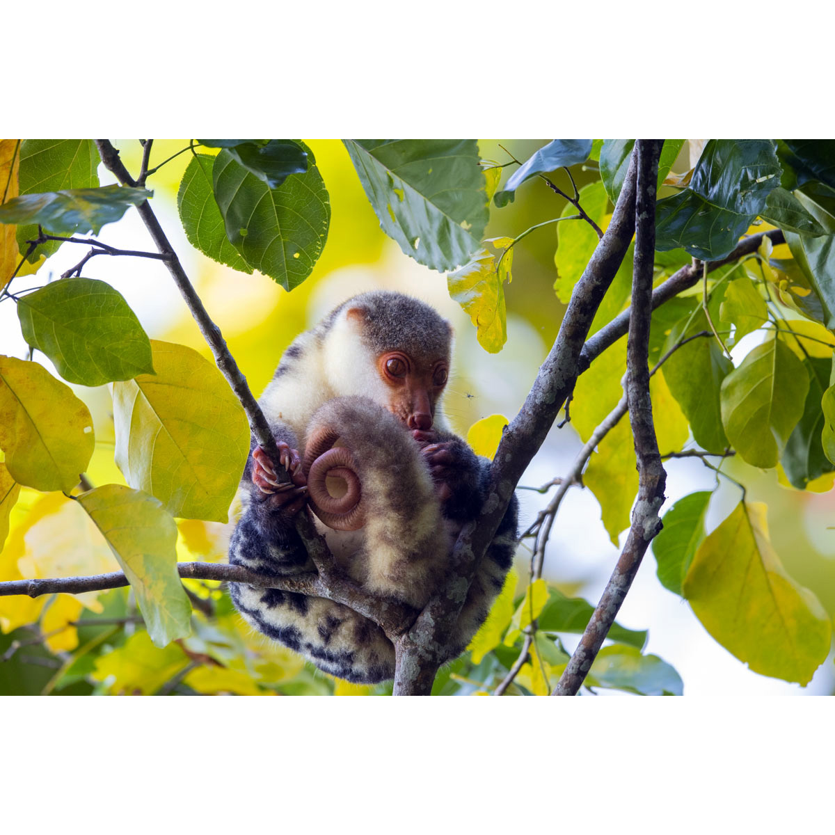 Папуасский Кускус (Spilocuscus papuensis) Фото №6