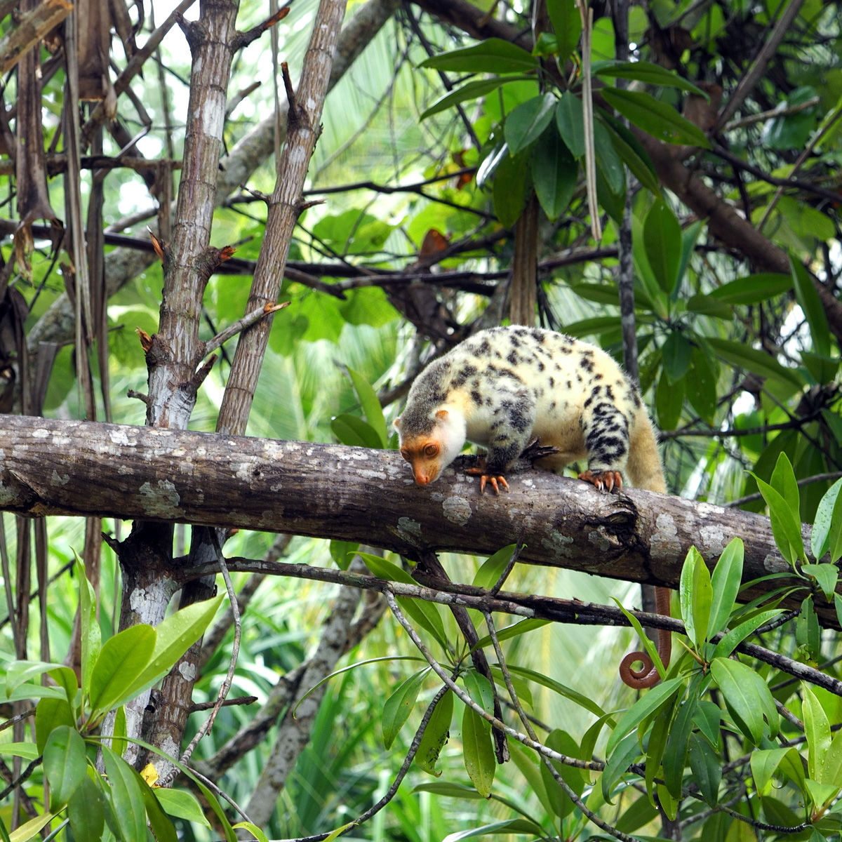 Папуасский Кускус (Spilocuscus papuensis) Фото №8