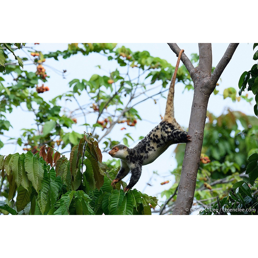 Папуасский Кускус (Spilocuscus papuensis) Фото №9