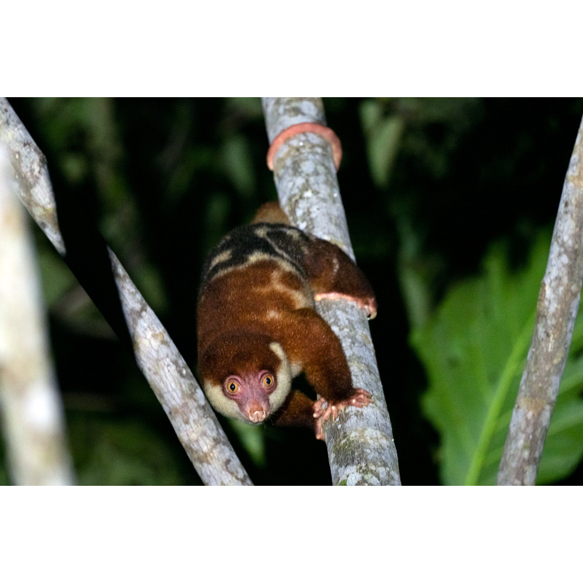 Рыже-чёрный кускус (Spilocuscus rufoniger) Фото №2