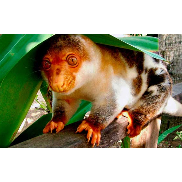 Рыже-чёрный кускус (Spilocuscus rufoniger) Фото №3