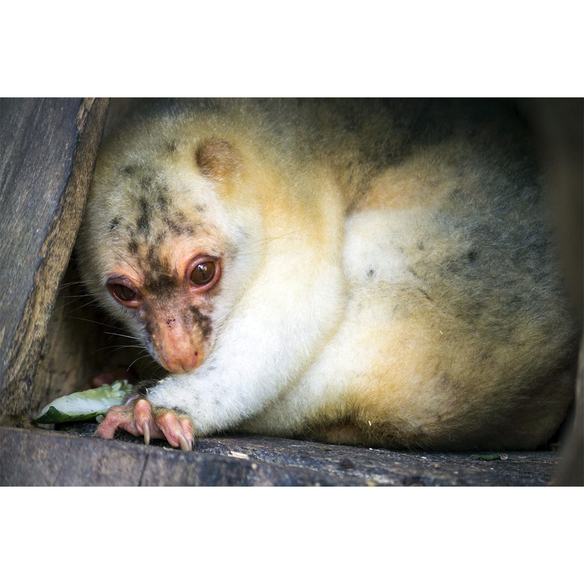 Рыже-чёрный кускус (Spilocuscus rufoniger) Фото №4
