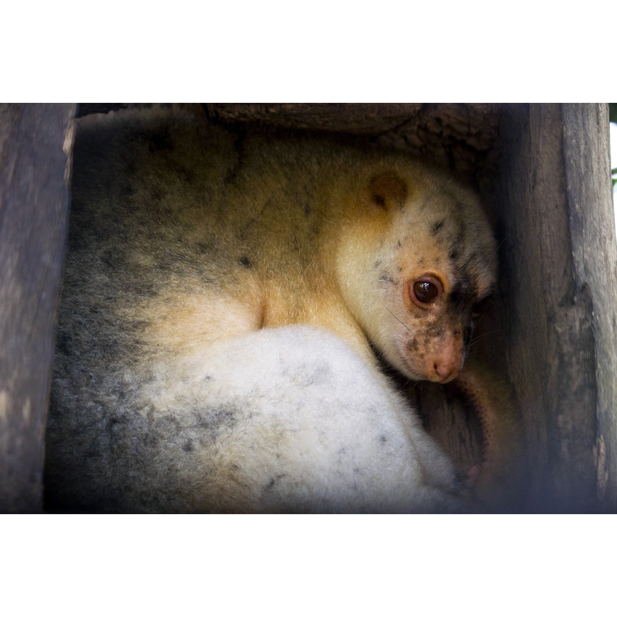 Рыже-чёрный кускус (Spilocuscus rufoniger) Фото №5