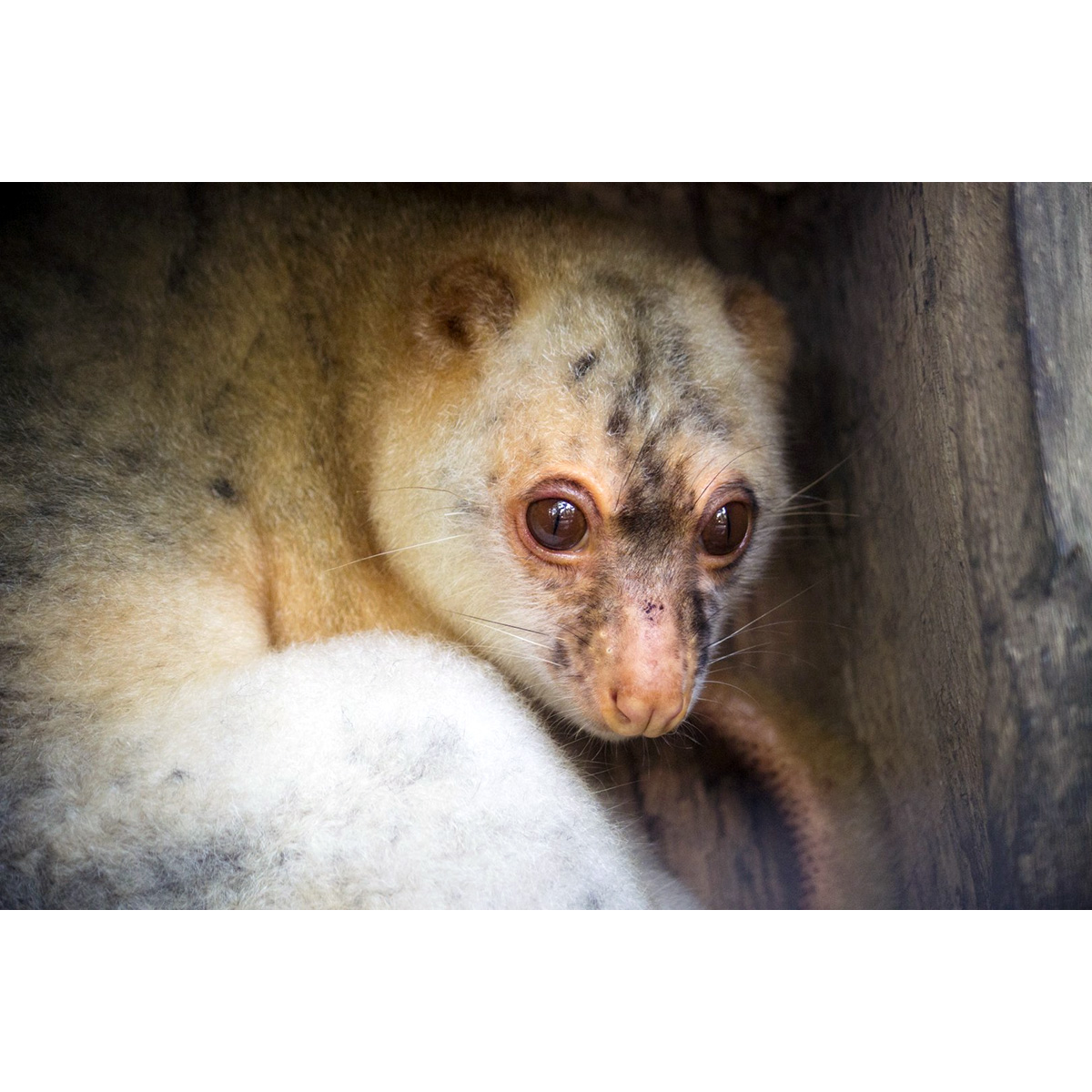 Рыже-чёрный кускус (Spilocuscus rufoniger) Фото №6