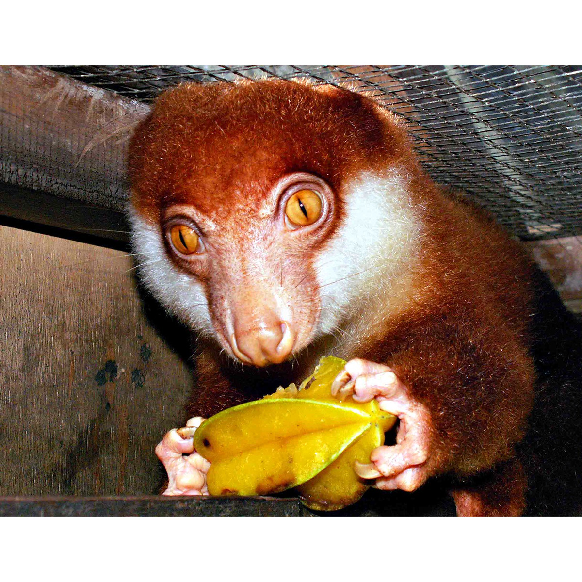 Рыже-чёрный кускус (Spilocuscus rufoniger) Фото №7