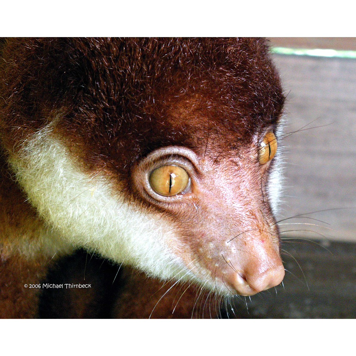 Рыже-чёрный кускус (Spilocuscus rufoniger) Фото №8