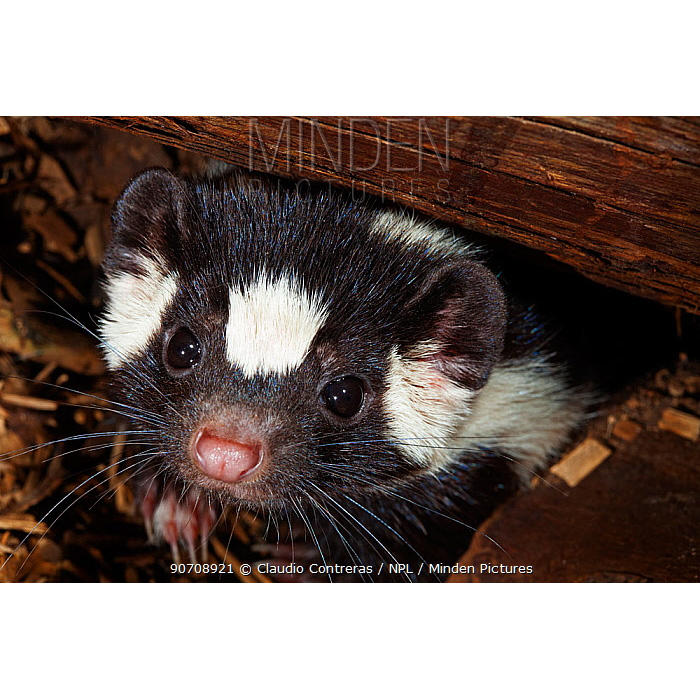Южный пятнистый скунс (Spilogale angustifrons) Фото №10