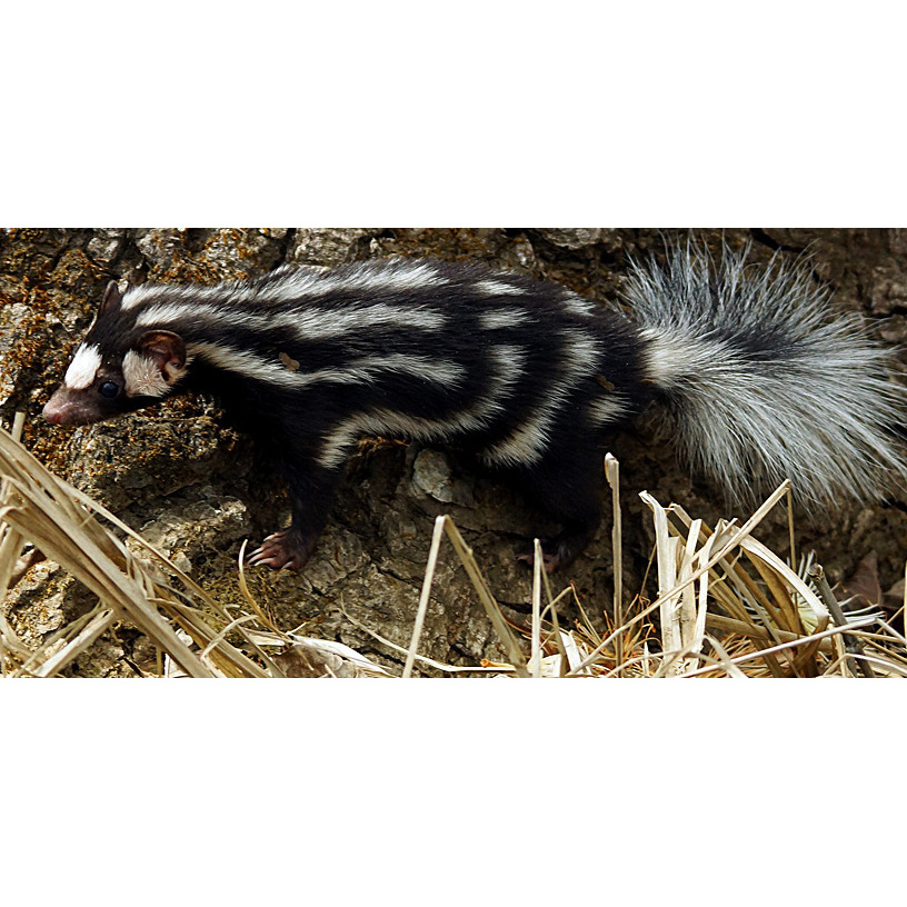 Южный пятнистый скунс (Spilogale angustifrons) Фото №3