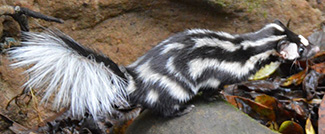 Spilogale angustifrons angustifrons