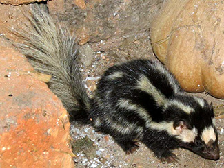 Spilogale angustifrons yucatanensis