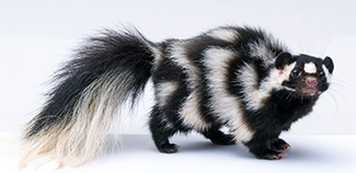 Spilogale gracilis gracilis