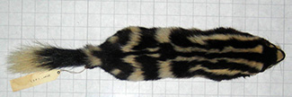 Spilogale putorius ambarvalis