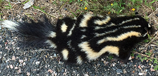 Spilogale putorius interrupta
