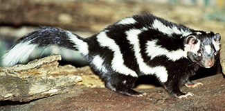 Spilogale putorius putorius