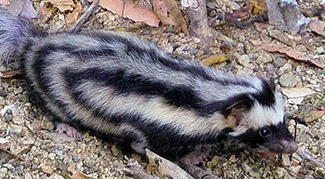 Spilogale pygmaea pygmaea