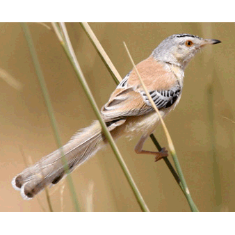 Род Spiloptila  фото