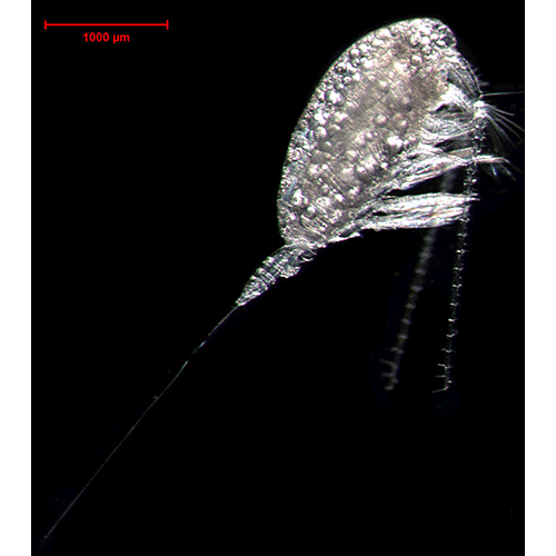 Семейство Spinocalanidae фото