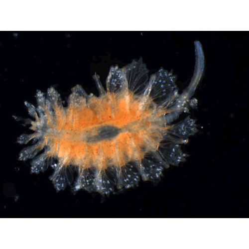 Семейство Spintheridae фото