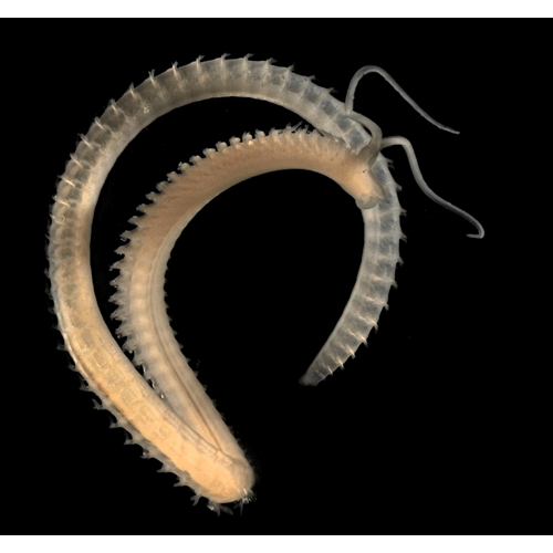 Семейство Spionidae фото