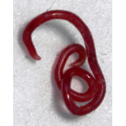 Семейство Spirocercidae  фото
