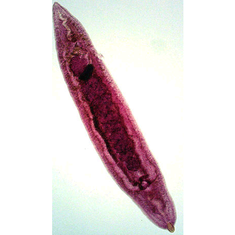Семейство Spirorchiidae  фото