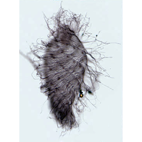 Отряд Spirotrichonymphida фото
