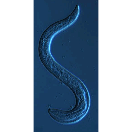 Семейство Spiruridae  фото