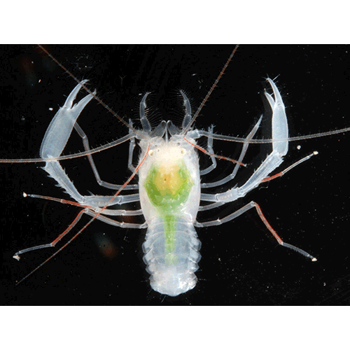 Семейство Spongicolidae фото