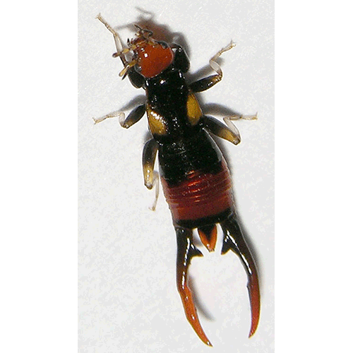 Семейство Spongiphoridae фото