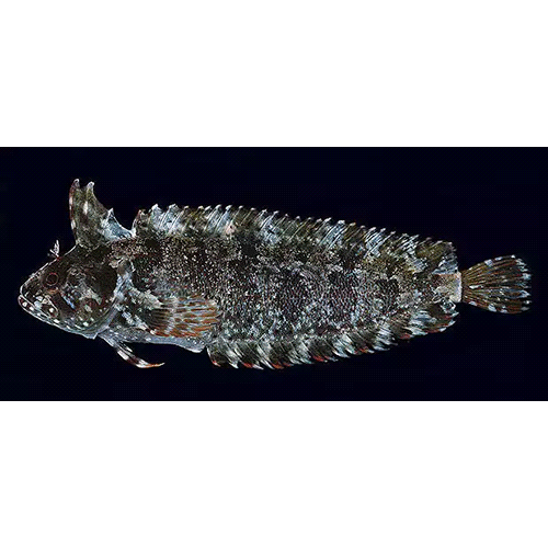 Род Springeratus фото