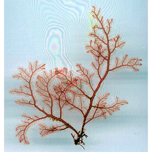 Семейство Spyridiaceae фото