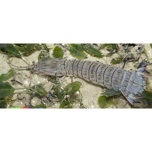 Семейство Squillidea фото