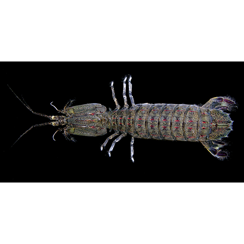 Семейство Squilloidea фото