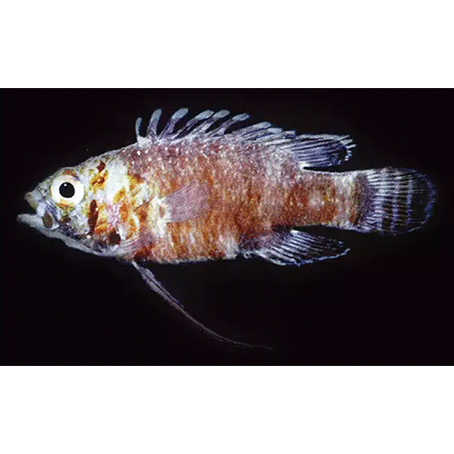 Род Steeneichthys фото