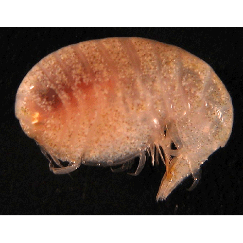 Семейство Stegocephalidae фото