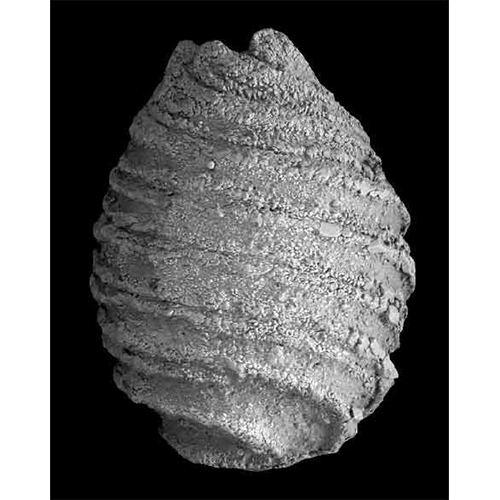 Семейство Stellatocharaceae фото