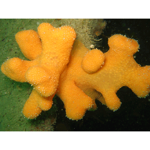 Семейство Stelligeridae  фото