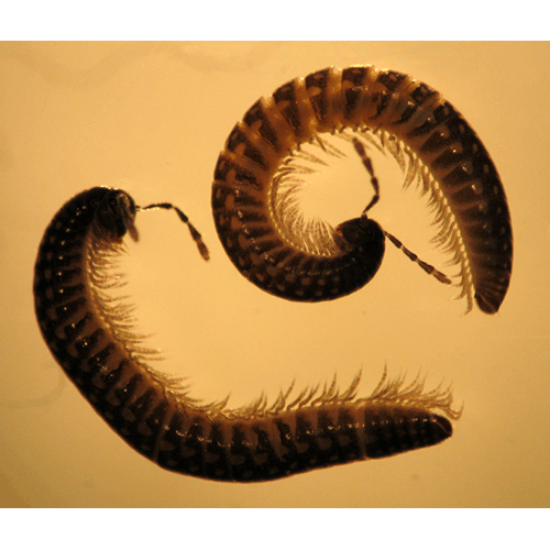 Семейство Stemmiulidae фото