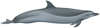 Stenella attenuata attenuata