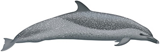 Stenella attenuata graffmani